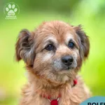 Pies do adopcji, Gdynia, 25 września 2025