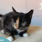 Kot do adopcji, Starogard Gdański, 25 września 2025