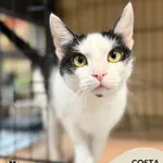 Kot do adopcji, Gdynia, 25 września 2025