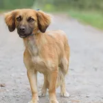 Pies do adopcji, Nowodwór, 24 września 2025