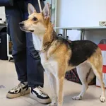 Znaleziono psa, Łódź, 25 września 2025