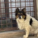 Pies do adopcji, Kraków, 11 września 2025