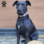 Znaleziono psa, Gdynia, 23 września 2025