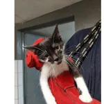 Znaleziono kota, Białystok, 4 sierpnia 2025