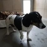 Pies do adopcji, Kraków, 6 września 2025