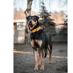 Znaleziono psa, Białystok, 19 lutego 2025