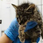 Kocurek poz. 25/695/K