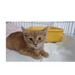 Znaleziono kota, Białystok, 30 lipca 2025