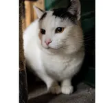 Znaleziono kota, Białystok, 12 października 2024