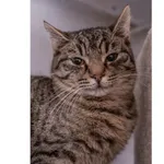 Znaleziono kota, Białystok, 25 lipca 2024