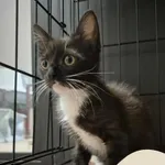 Znaleziono kota, Gdynia, 17 września 2025