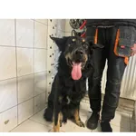 Znaleziono psa, Białystok, 4 maja 2025