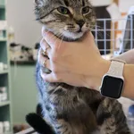 Znaleziono kota, Łódź, 26 września 2025