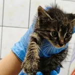 Kocurek poz. 25/694/K