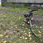 Pies do adopcji, Włocławek, 25 września 2025