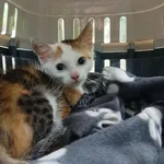 Znaleziono kota, Toruń, 20 lipca 2025