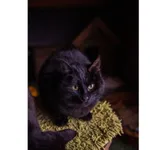 Znaleziono kota, Białystok, 2 stycznia 2024