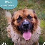 Pies do adopcji, Dąbrówka, 25 września 2025