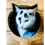 Znaleziono kota, Białystok, 10 maja 2024