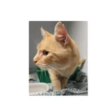 Znaleziono kota, Białystok, 11 sierpnia 2025