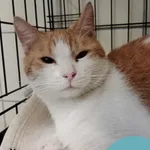 Znaleziono kota, Gdynia, 18 września 2025