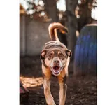 Znaleziono psa, Białystok, 14 października 2024