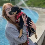 Pies do adopcji, Nowodwór, 25 września 2025