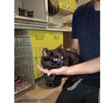 Znaleziono kota, Białystok, 2 lipca 2025