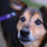 Znaleziono psa, Białystok, 31 grudnia 2023