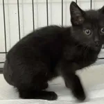 Znaleziono kota, Czartki, 25 września 2025