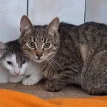 Kot do adopcji, Orzechowce, 26 września 2025