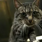 Kot do adopcji, Olsztyn, 7 września 2025