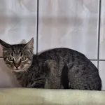 Kot do adopcji, Orzechowce, 25 września 2025