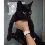 Znaleziono kota, Białystok, 14 września 2025