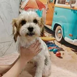 Abi- podopieczna Fundacji Pieskowo szuka domu tymczasowego, w przyszłości z opcją domu stałego 🙂 Abi to przepiękna i pozytywna dziewczynka, to także jedna z około 20 psiaków odebranych przez naszą Fu