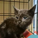 Znaleziono kota, Gdynia, 23 września 2025