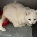 Znaleziono kota, Gdańsk, 26 września 2025