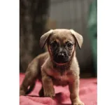 Znaleziono psa, Białystok, 13 sierpnia 2025