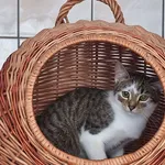 Kot do adopcji, Orzechowce, 26 września 2025