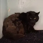 Znaleziono kota, Grudziądz, 25 września 2025