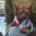 Znaleziono kota, Toruń, 24 września 2025