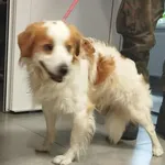 Znaleziono psa, Toruń, 25 września 2025