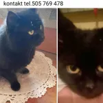 Zaginął kot, Nowy Staw, 27 września 2025