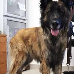 Znaleziono psa, Łódź, 26 września 2025