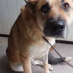 Znaleziono psa, Nowa Krępa, 12 września 2025