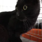 Znaleziono kota, Łódź, 26 września 2025