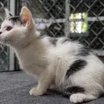 Kot do adopcji, Sopot, 26 września 2025