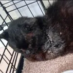 Znaleziono kota, Grudziądz, 27 września 2025