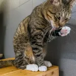 Kot do adopcji, Sopot, 26 września 2025