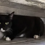 Znaleziono kota, Łódź, 27 września 2025